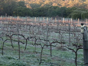 Lion Mill Vineyards - Accommodation Sunshine Coast 1