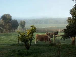 Lion Mill Vineyards - Accommodation Sunshine Coast 2