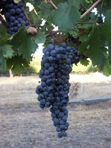 Lion Mill Vineyards - Accommodation Sunshine Coast 3