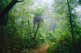 Canungra QLD Accommodation Sunshine Coast
