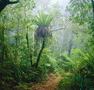 Lamington National Park and OReillys - Accommodation Sunshine Coast