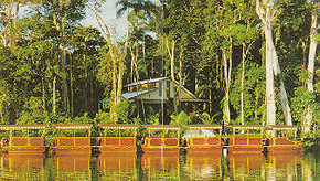 Daintree Rainforest River Trains - Accommodation Sunshine Coast 3