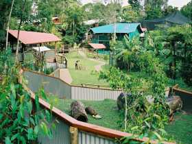Kuranda Koala Gardens - Accommodation Sunshine Coast 1