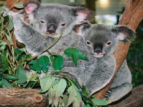 Kuranda Koala Gardens - Accommodation Sunshine Coast 2