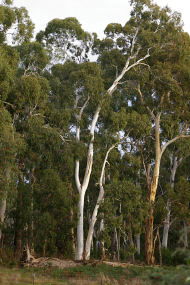Heysen - The Cedars - Accommodation Sunshine Coast 2