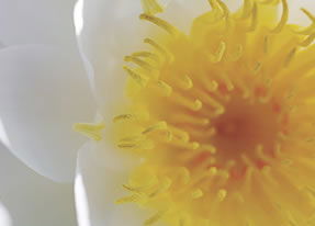 Crown Spa - Accommodation Sunshine Coast 2