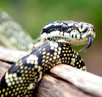 Reptile Encounters - Accommodation Sunshine Coast