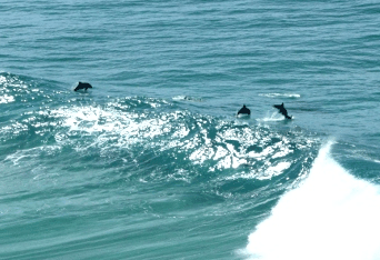Beach Trekkers North Stradbroke Island - Accommodation Sunshine Coast 2