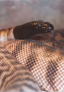 Armadale Reptile & Wildlife Centre - Accommodation Sunshine Coast 4
