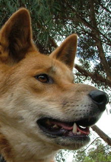 Armadale Reptile & Wildlife Centre - Accommodation Sunshine Coast 5