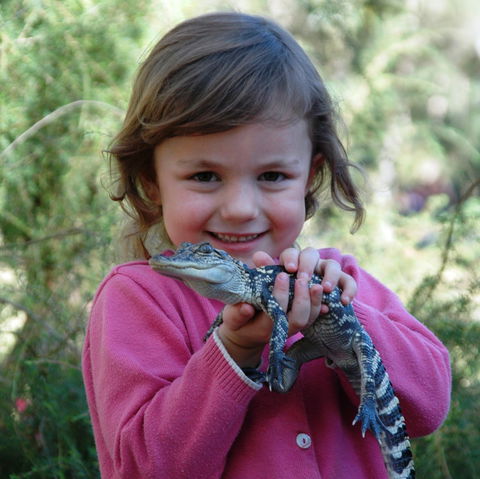 Australian Reptile Park - Accommodation Sunshine Coast 2