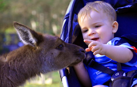 Australian Reptile Park - Accommodation Sunshine Coast 6