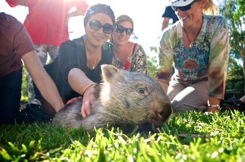 Australian Reptile Park - Accommodation Sunshine Coast 10