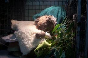 Jirrahlinga Koala & Wildlife Sanctuary - Accommodation Sunshine Coast 3
