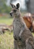 Jirrahlinga Koala & Wildlife Sanctuary - Accommodation Sunshine Coast 4