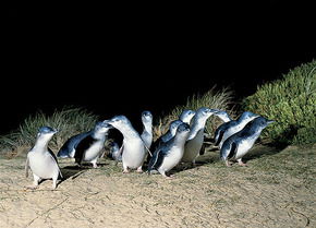 Phillip Island Penguin Parade - Accommodation Sunshine Coast 3