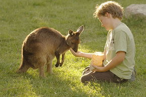 Cleland Wildlife Park - Accommodation Sunshine Coast 4