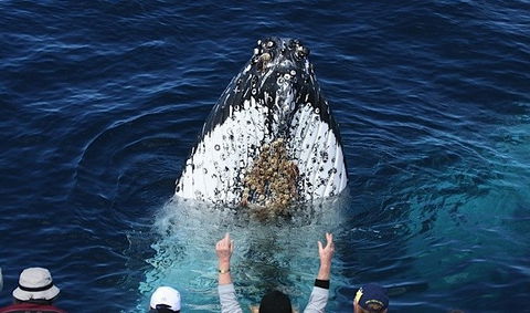 Spirit Of Gold Coast Whale Watching - Accommodation Sunshine Coast 1