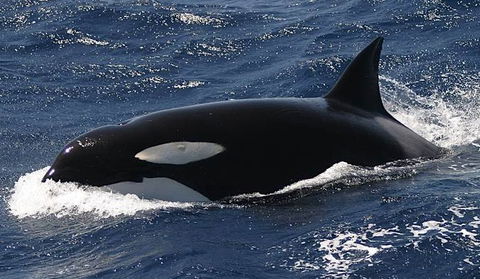 Spirit Of Gold Coast Whale Watching - Accommodation Sunshine Coast 2