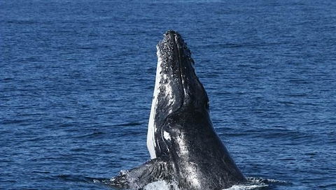 Spirit Of Gold Coast Whale Watching - Accommodation Sunshine Coast 3