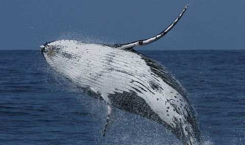 Spirit Of Gold Coast Whale Watching - Accommodation Sunshine Coast 4