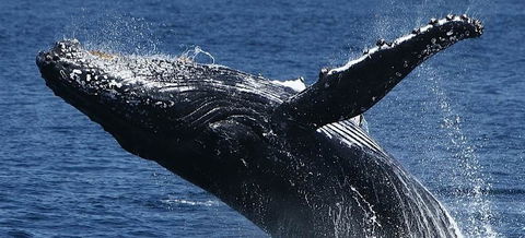 Spirit Of Gold Coast Whale Watching - Accommodation Sunshine Coast 5