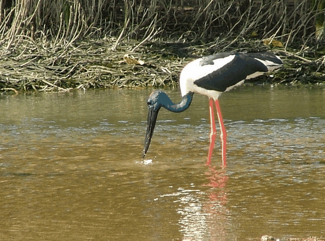 Bruce Belchers Daintree River Cruise - Accommodation Sunshine Coast 2