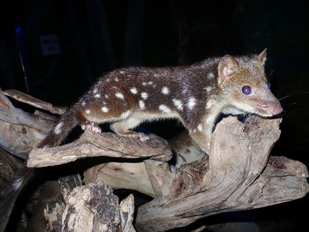 East Coast Natureworld - Accommodation Sunshine Coast 5