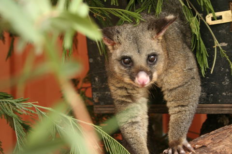 Potoroo Palace - Accommodation Sunshine Coast 3