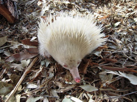 Potoroo Palace - Accommodation Sunshine Coast 4