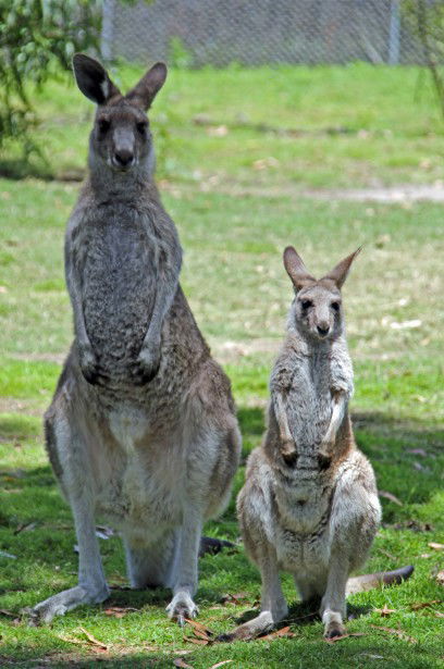Potoroo Palace - Accommodation Sunshine Coast 5