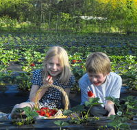 Blue Hills Berries  Cherries - Accommodation Sunshine Coast