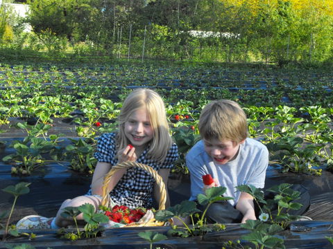 Blue Hills Berries & Cherries - Accommodation Sunshine Coast 0