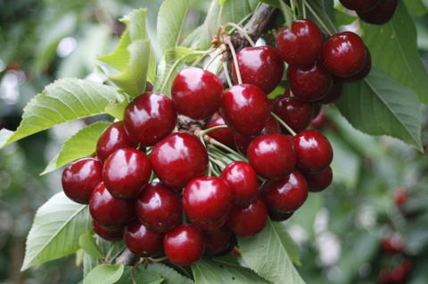 Blue Hills Berries & Cherries - Accommodation Sunshine Coast 2
