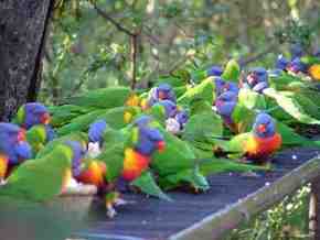 Gorge Wildlife Park - Accommodation Sunshine Coast 4