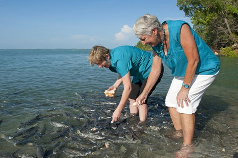 Aquascene Fish Feeding Sanctuary - Accommodation Sunshine Coast 0