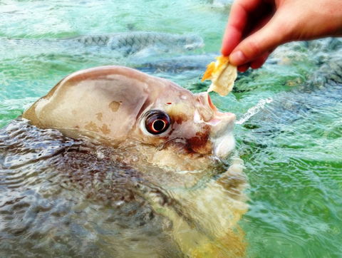 Aquascene Fish Feeding Sanctuary - Accommodation Sunshine Coast 1
