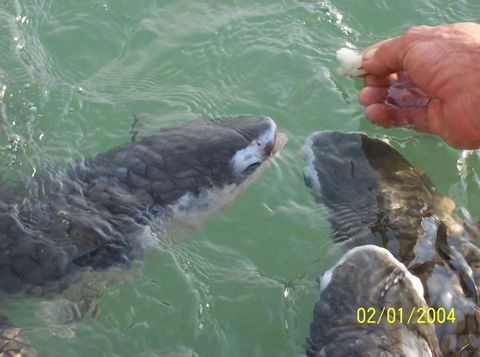Aquascene Fish Feeding Sanctuary - Accommodation Sunshine Coast 2