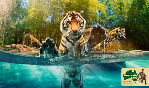 Australia Zoo - Accommodation Sunshine Coast 9