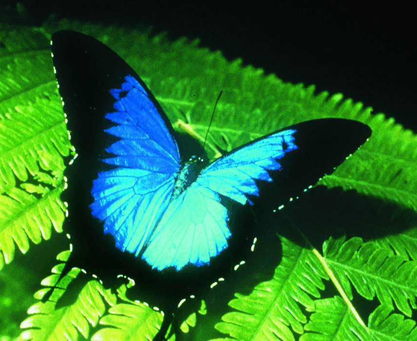 Australian Butterfly Sanctuary - Accommodation Sunshine Coast