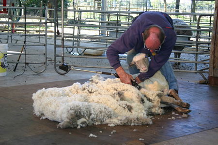 Caversham Wildlife Park - Accommodation Sunshine Coast 3