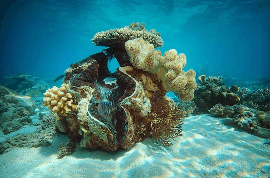 Big Cat Green Island Reef Cruises - Accommodation Sunshine Coast 3