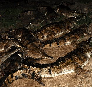 Cairns Night Zoo - Accommodation Sunshine Coast 3