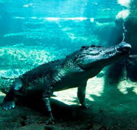 WILD LIFE Sydney Zoo - Accommodation Sunshine Coast