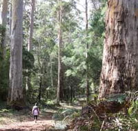 Warren River Loop Walk - Accommodation Sunshine Coast