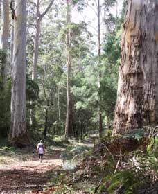 Warren River Loop Walk - Accommodation Sunshine Coast 0