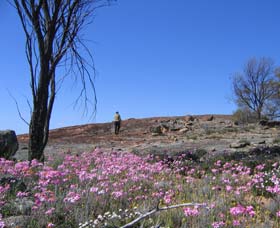 Talgomine Reserve - Accommodation Sunshine Coast 0