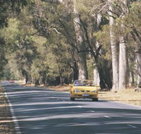 Ludlow Tuart Forest - Accommodation Sunshine Coast