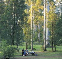 Big Brook Arboretum - Accommodation Sunshine Coast