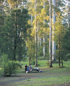 Big Brook Arboretum - Accommodation Sunshine Coast 0